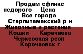 Продам сфинкс недорого  › Цена ­ 1 000 - Все города, Стерлитамакский р-н Животные и растения » Кошки   . Карачаево-Черкесская респ.,Карачаевск г.